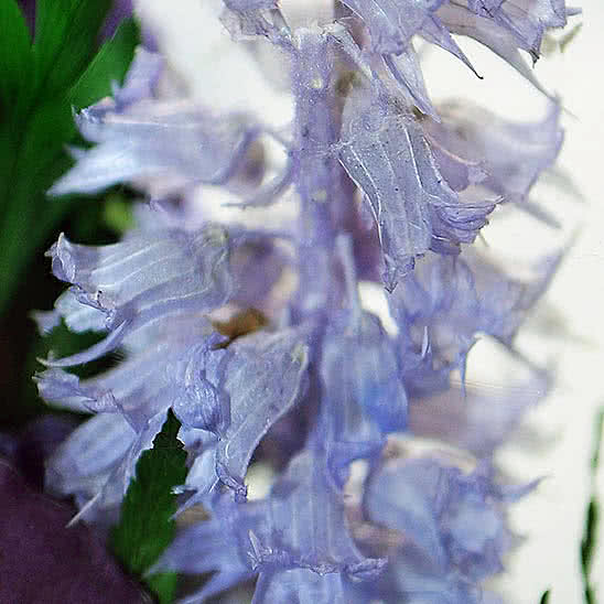 Цветы в стекле (вакууме) - Фиолетово-белые и сиренево-белые орхидеи в большой круглой вазе со скошенным верхом - 44731