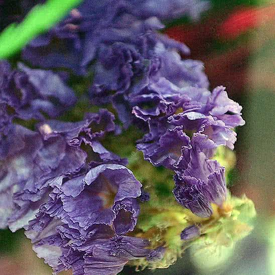Цветы в стекле (вакууме) - Фиолетово-белые и сиренево-белые орхидеи в большой круглой вазе со скошенным верхом - 44731