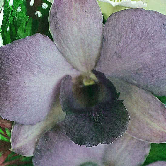 Цветы в стекле (вакууме) - Фиолетово-белые и сиренево-белые орхидеи в изогнутой вазе - 44649