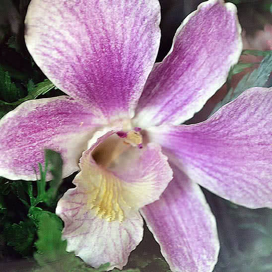 Цветы в стекле (вакууме) - Фиолетово-белые и сиренево-белые орхидеи в средней каплевидной вазе - 44755