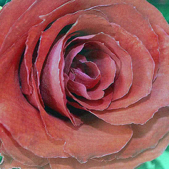 Цветы в стекле (вакууме) - Красная роза с белой лентой в вазе формы малого сердца - 46964