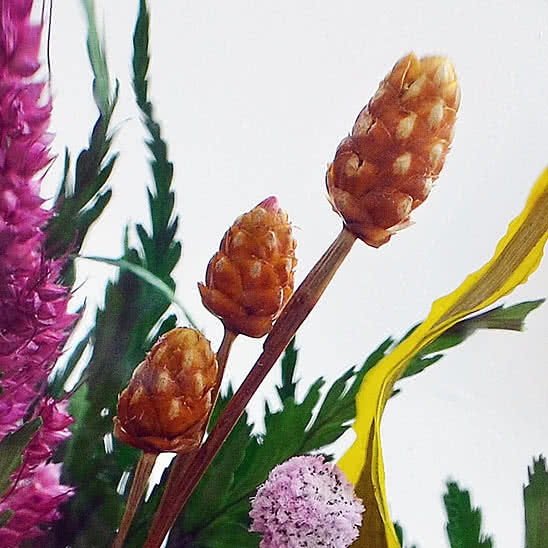 Цветы в стекле (вакууме) - Красные розы и королевские орхидеи с фиолетово-белыми диантусами в большом высоком конусообразном цилиндре - 50336