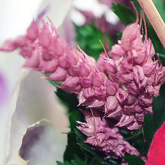 Цветы в стекле (вакууме) - Красные розы и королевские орхидеи с фиолетово-белыми диантусами в большом высоком конусообразном цилиндре - 50336