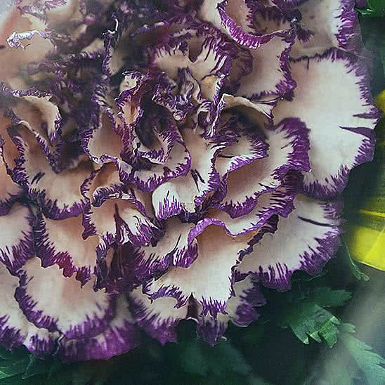Цветы в стекле (вакууме) - Красные розы и королевские орхидеи с фиолетово-белыми диантусами в большой круглой вазе со скошенным верхом - 49989