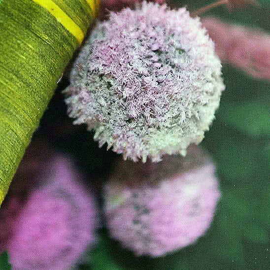Цветы в стекле (вакууме) - Красные розы и королевские орхидеи с фиолетово-белыми диантусами в малой круглой вазе - 49613
