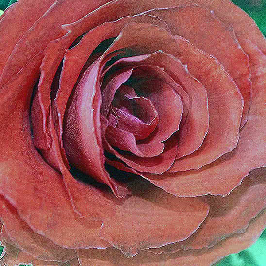 Цветы в стекле (вакууме) - Красные розы и королевские орхидеи с фиолетово-белыми диантусами в малой плоской круглой вазе - 50053