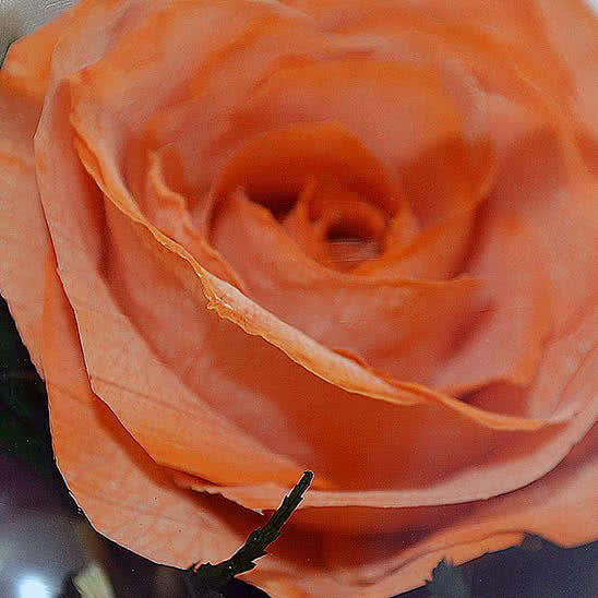 Цветы в стекле (вакууме) - Оранжевая роза с белой лентой в малом плоском цилиндре - 46810