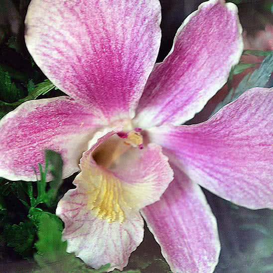 Цветы в стекле (вакууме) - Розовато-белые и фиолетовые орхидеи с айвори розами в изогнутой вазе - 42454