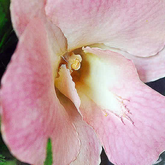 Цветы в стекле (вакууме) - Розовато-белые и фиолетовые орхидеи с айвори розами в изогнутой вазе - 42454