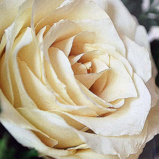 Цветы в стекле (вакууме) - Розовато-белые и фиолетовые орхидеи с айвори розами в средней плоской круглой вазе - 42577