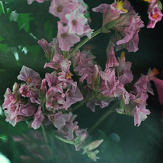 Цветы в стекле (вакууме) - Ярко-розовые и светло-розовые розы в большой круглой вазе - 48593