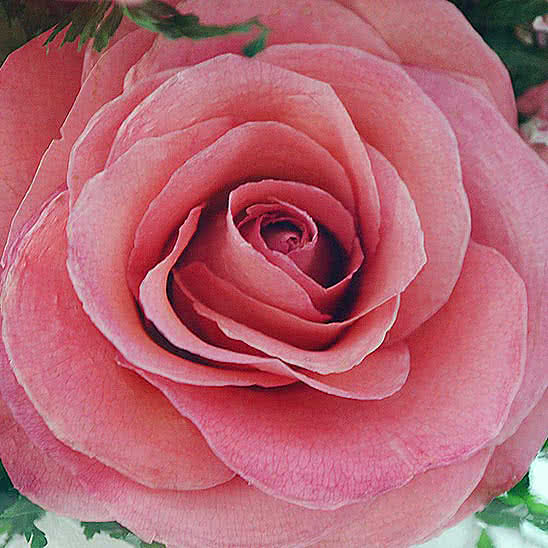 Цветы в стекле (вакууме) - Ярко-розовые и светло-розовые розы в малой круглой вазе - 48470