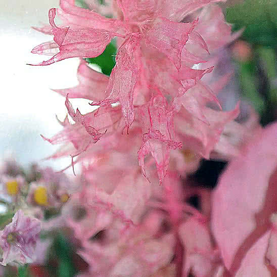 Цветы в стекле (вакууме) - Ярко-розовые и светло-розовые розы в малой овальной вазе - 48548